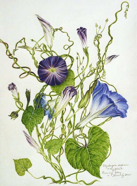 File:Ipomoea tricolor (Botany).jpg