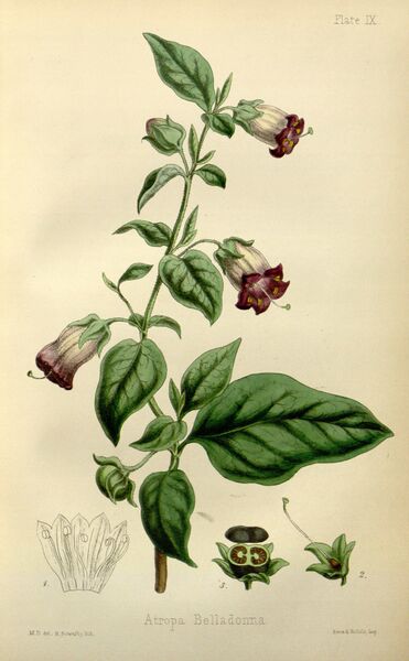 File:Atropa belladonna.jpg