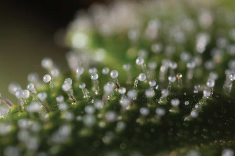 File:Trichomes.jpg