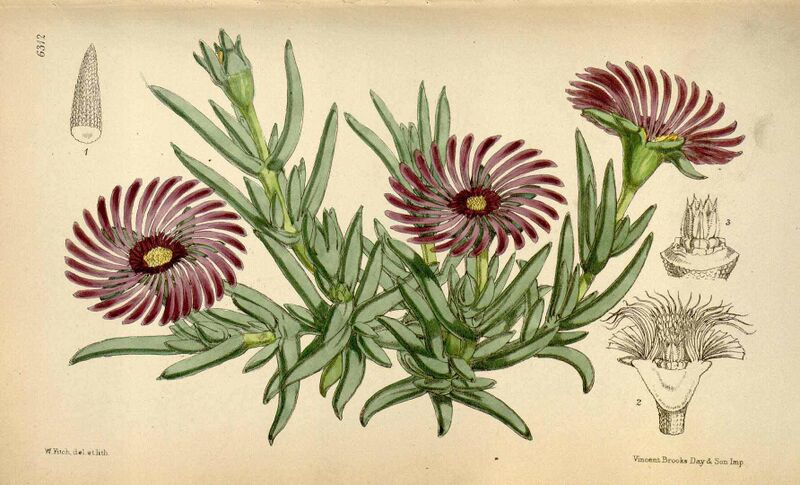 File:Delosperma cooperi.jpg