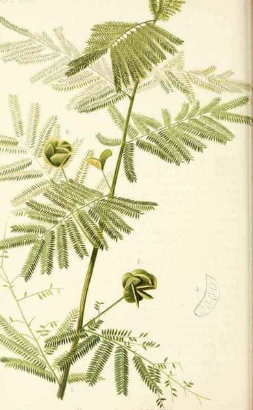 File:Desmanthus illinoensis.jpg
