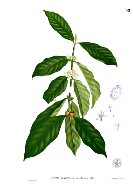 File:Coffea Arabica.png