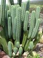 Wild Echinopsis pachanoi in nature