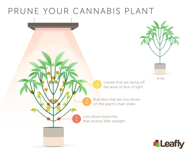 File:Prune-Your-Cannabis-Plant.png
