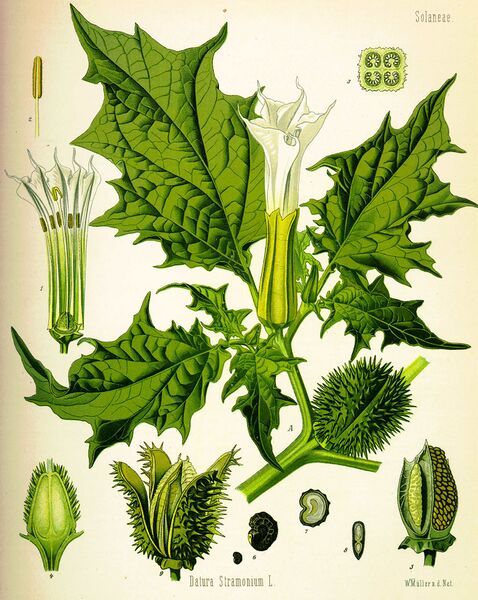 File:Datura inoxia.jpg