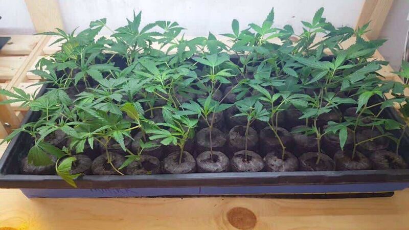 File:Germination.jpg