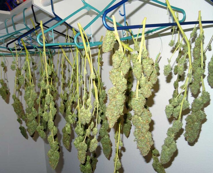 File:Drying-in-closet-after-harvest.jpg