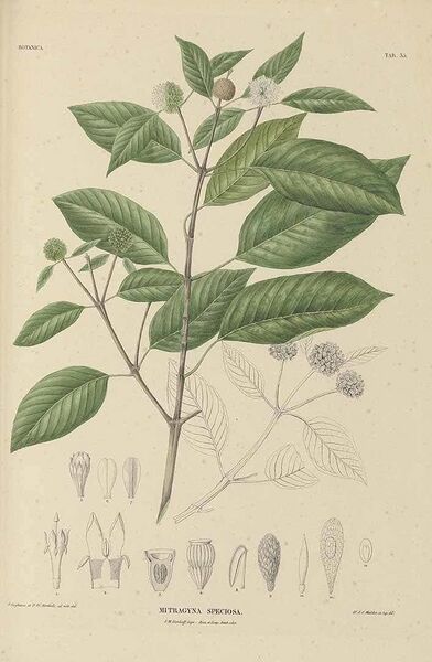 File:Mitragyna speciosa.jpg