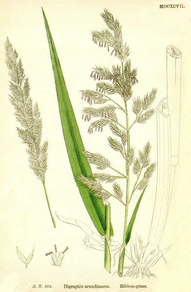 File:Phalaris.jpg