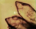 Thumbnail for version as of 18:54, 10 August 2025