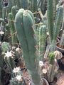 E. lageniformis in a green house in Iran.