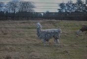"Llama" by Chelsea Morgan