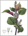 Thumbnail for version as of 18:48, 10 August 2025