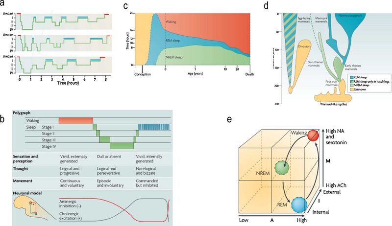 File:Sleep Phenomenology+AIM Model.jpg
