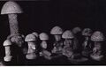 Thumbnail for version as of 18:40, 10 August 2025