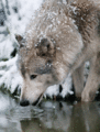 White wolf drinking water by Anonymous