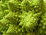 Natural Fractal - Close-up by Windy Power