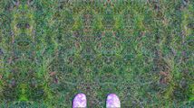 Grass by Chelsea Morgan