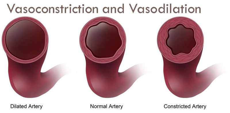 File:Vasodilation and vasoconstriction.png