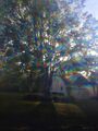 Diffraction shades by capture-life-with-lens