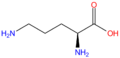L-Ornithine