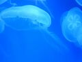 An image of jellyfish on a blue background.
