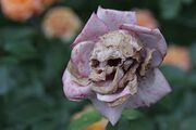 Death Rose by Anonymous